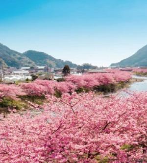 日本-欣賞絕美櫻花河津櫻,現採當季草莓吃到飽,小室山登頂賞美景一日遊