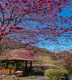 台中-八仙山國家森林遊樂區門票全票| 平假日均可使用