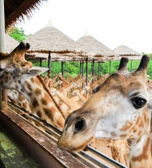 泰國-曼谷塞福瑞野生動物園Safari World | 專屬包車一日遊