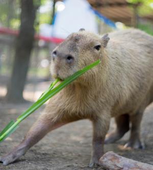 台南-頑皮世界野生動物園全票