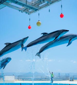 福岡 MARINE WORLD 海之中道水族館| 需提前預約