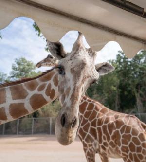 泰國-曼谷北碧野生動物園的包車一日遊| 含門票和丹嫩沙多水上市場